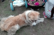 The dog also likes Tuvan Throat Singing
